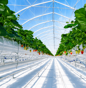 Greenhouse Films