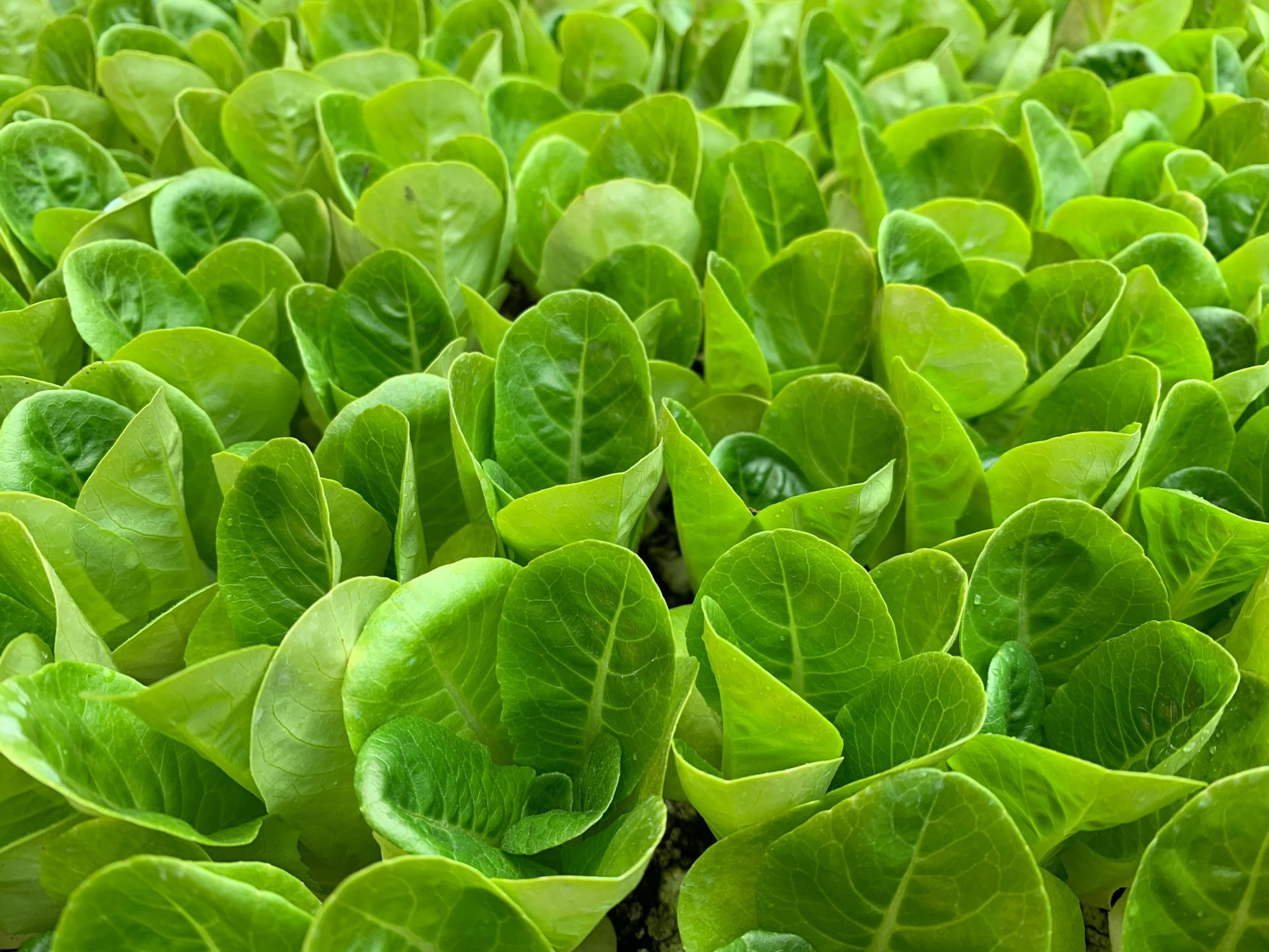 Horticulture