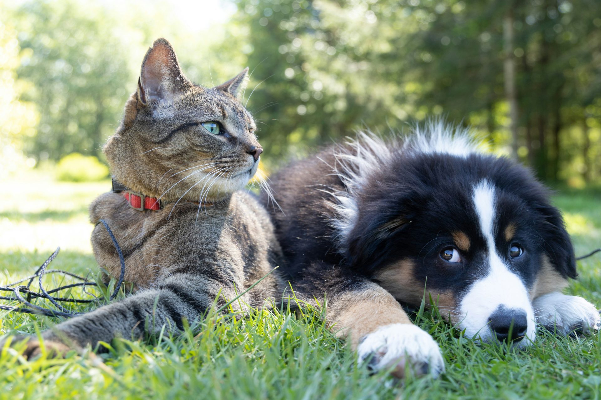 Pet Industry